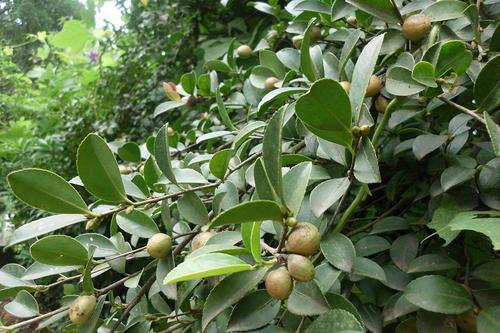 【茶油文化】茶油将拯救中国的食用油危机