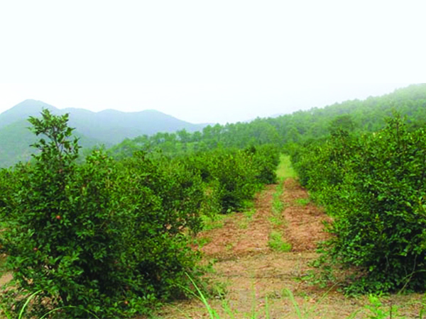 开垦改良茶油基地