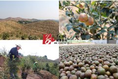 湘潭县：油茶兴林富民 茶油香飘万里